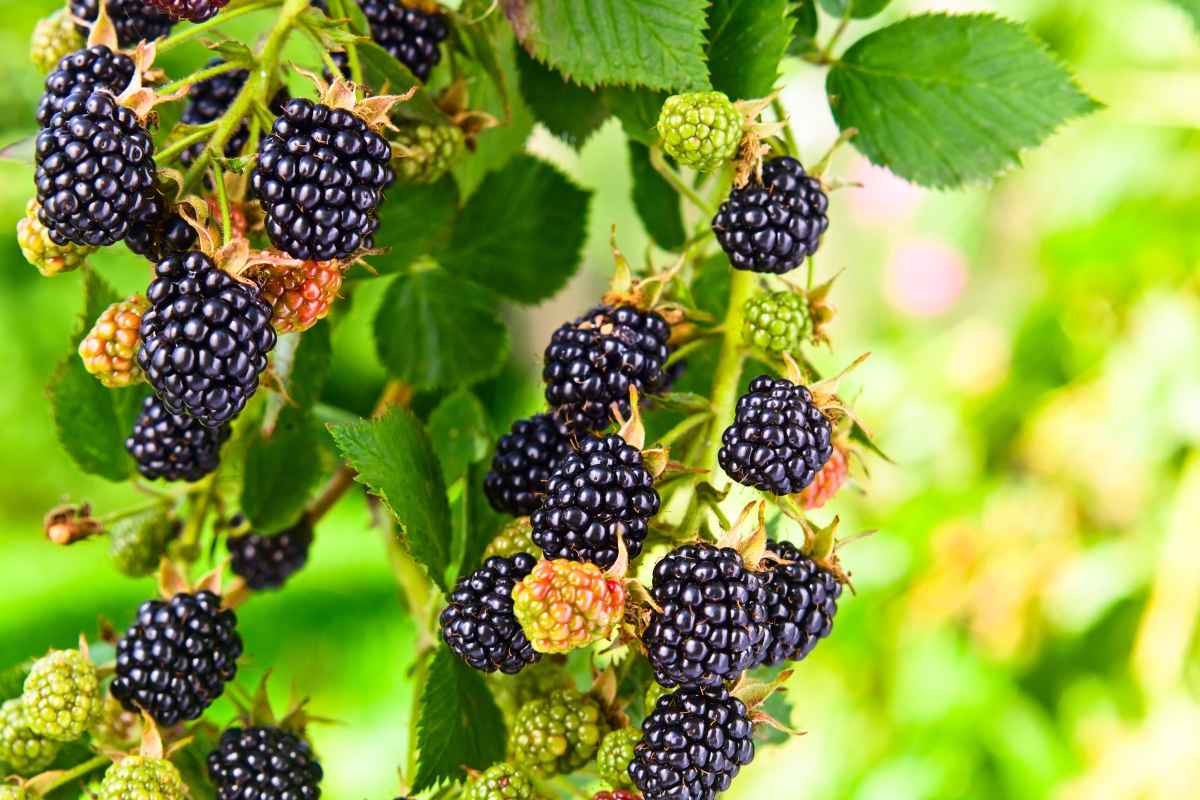 Blackberry on vine