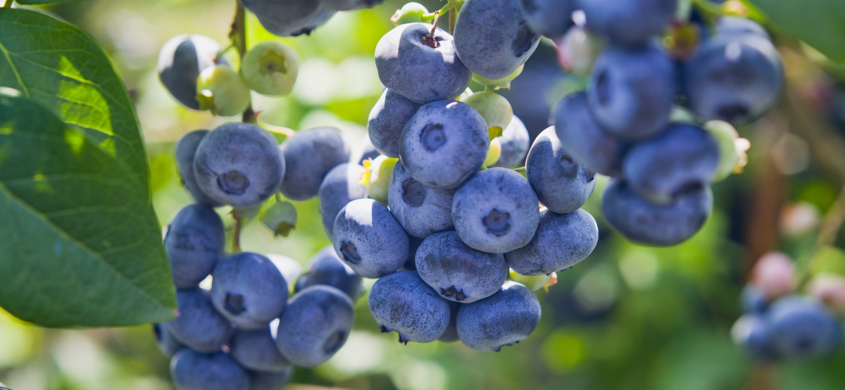 Blueberries on tree