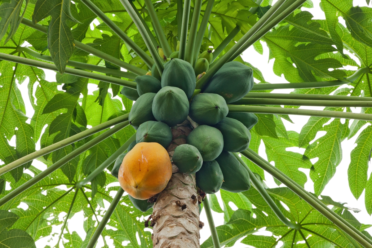 Papaya on tree