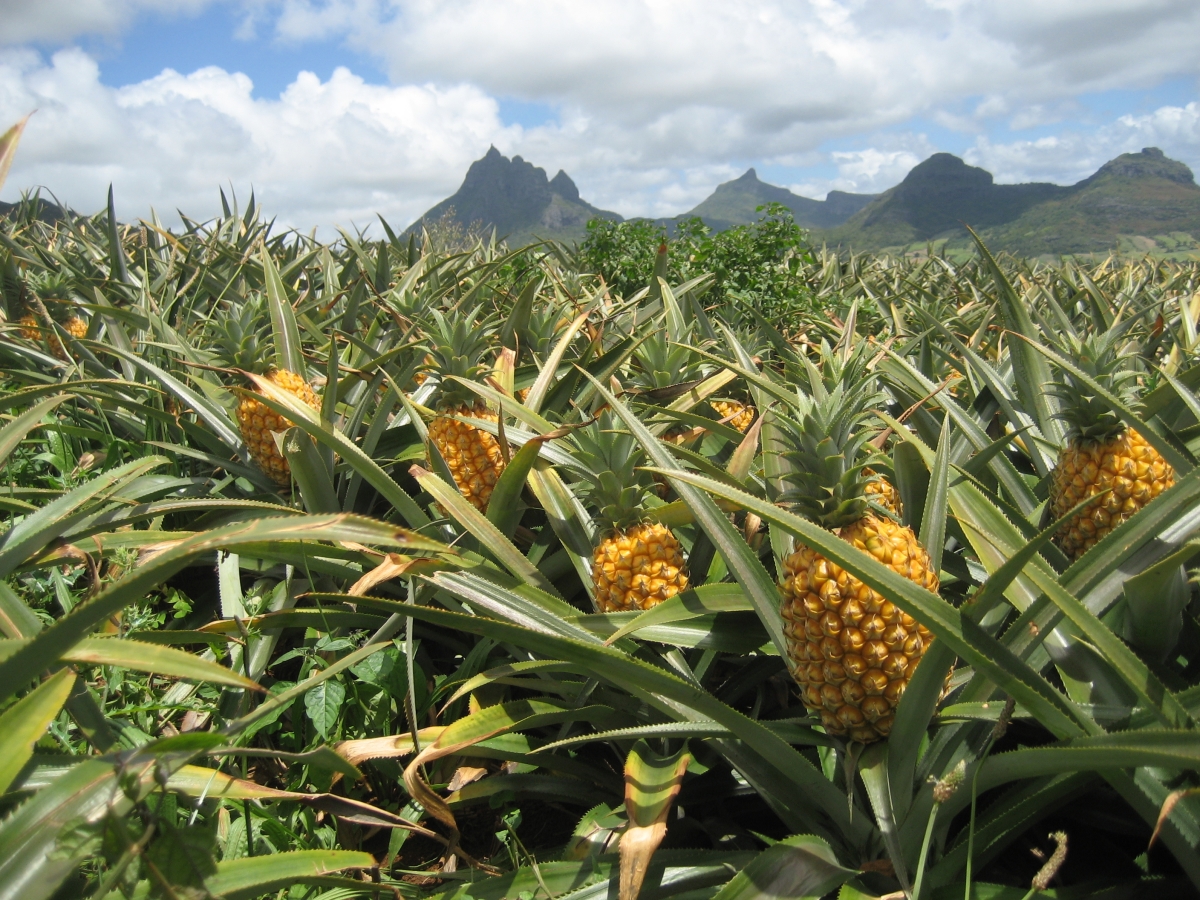 Pineapple Field