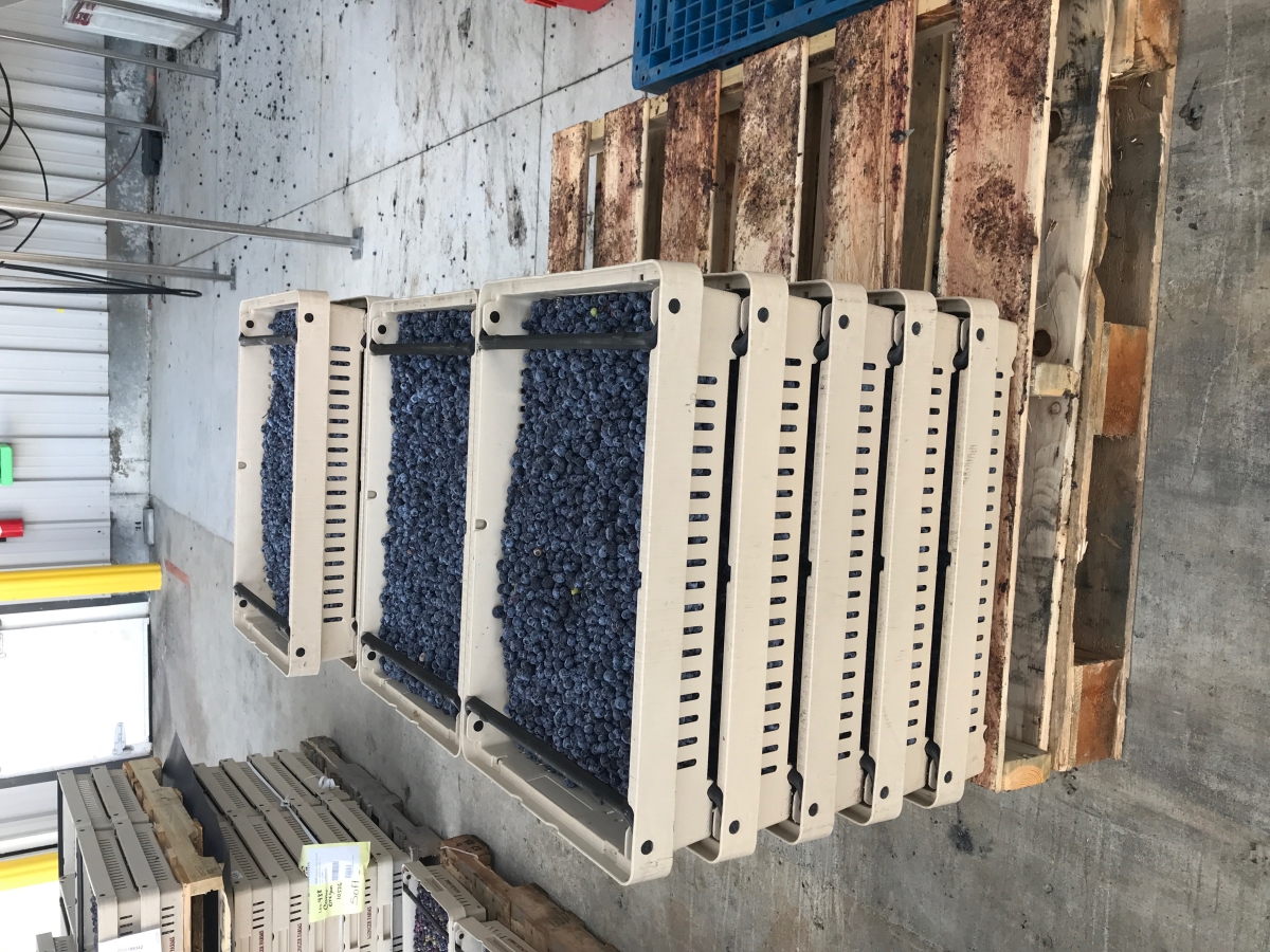 Blueberry Bins