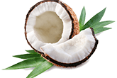 Coconut